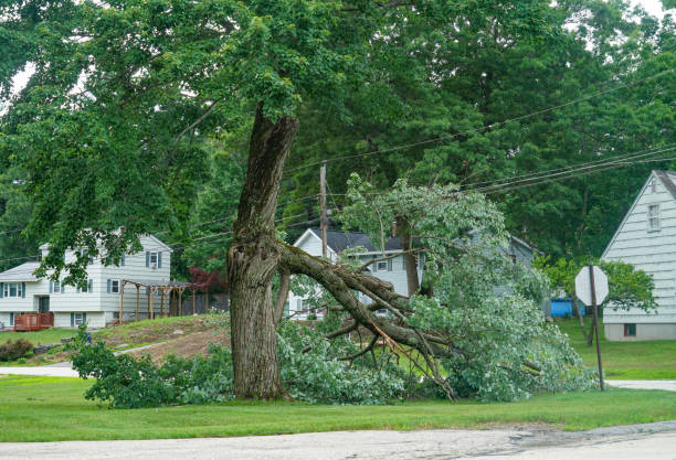 Best Hazardous Tree Removal  in Coeur Dalene, ID